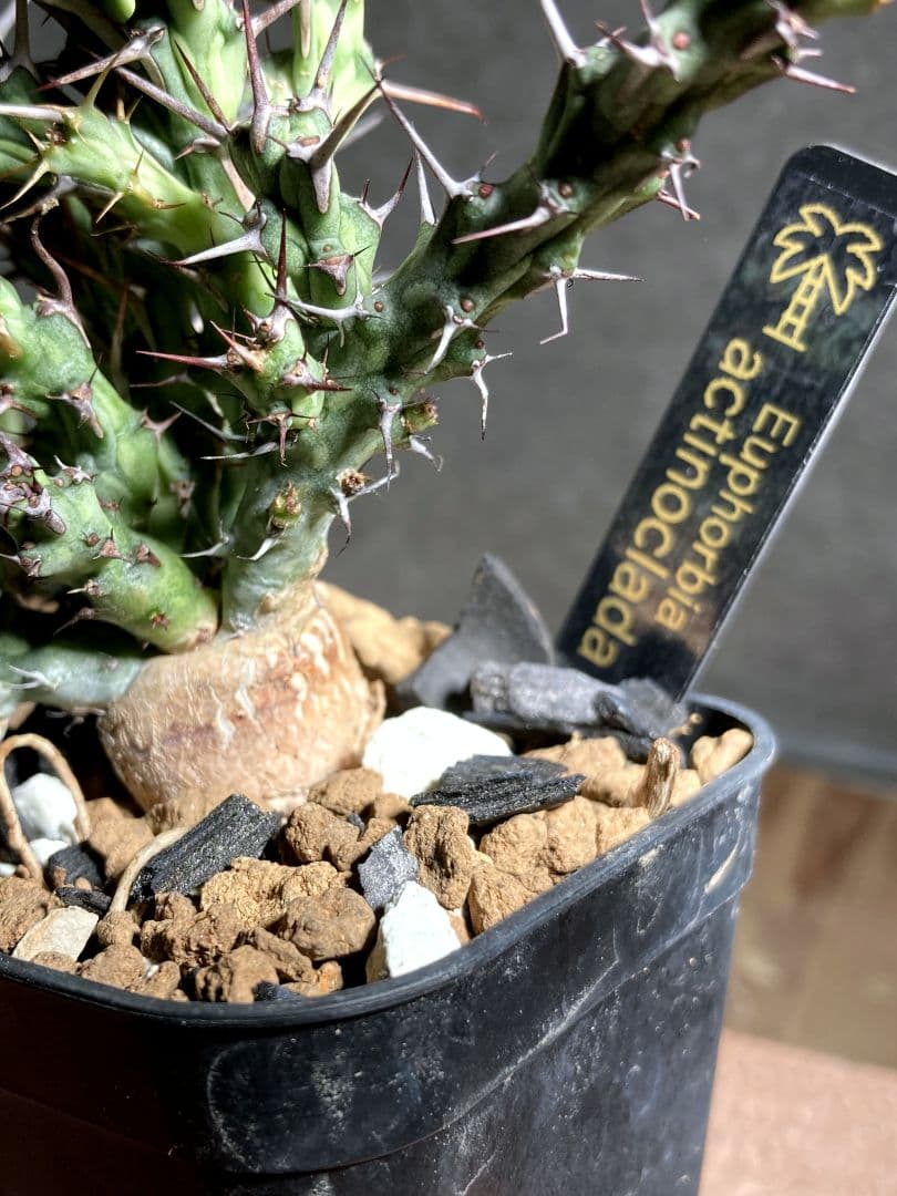 希少品種！ユーフォルビア☆アクチノクラダ