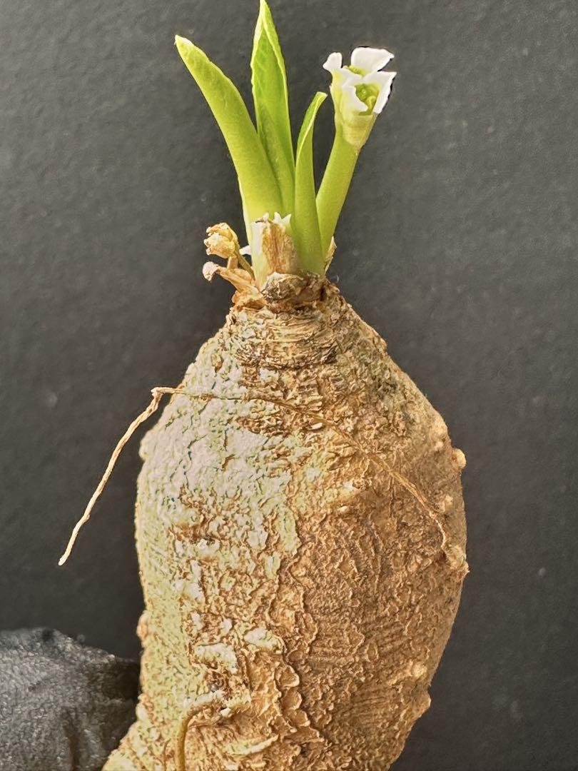 多肉植物 塊根植物 絶滅危惧種ユーフォルビア モラティー 一点もの