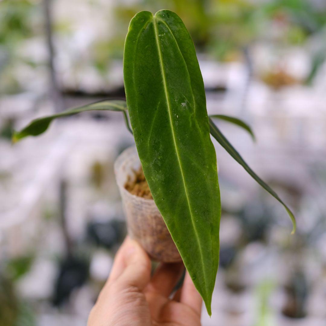 アンスリウム ワロクアーナム / Anthurium Warocqueanum㉓