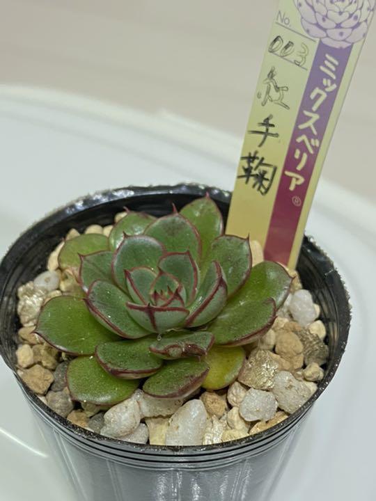 予約販売 多肉植物 紅手鞠 おらいさん ミックスベリア - 植物/観葉植物