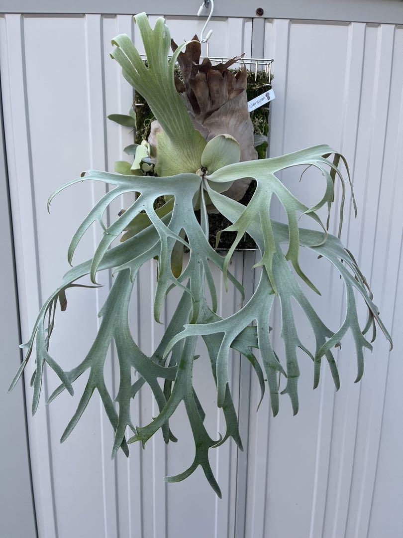 月光爪哇　ビカクシダ コウモリラン　観葉植物