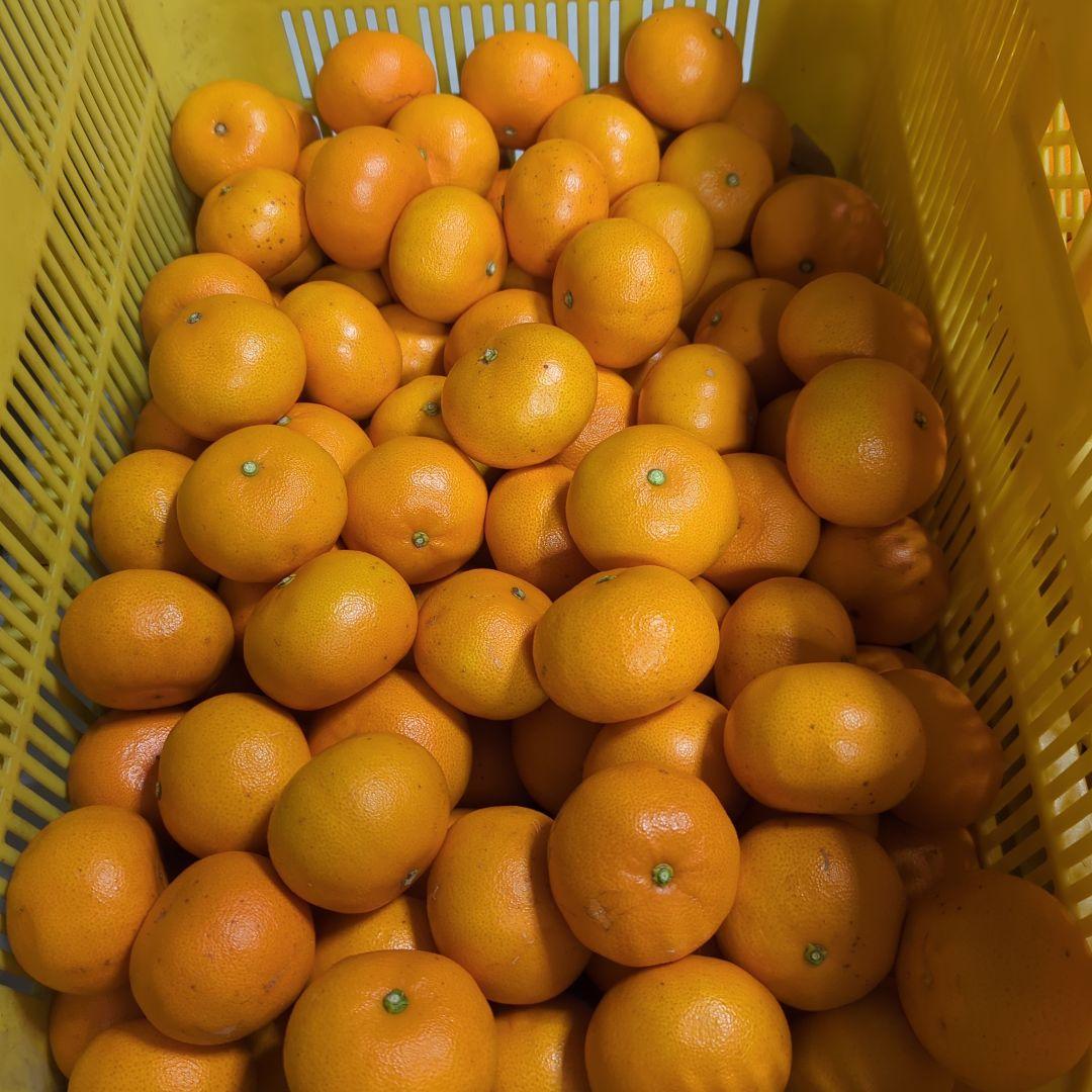233愛媛県産 せとか 家庭用 10kg