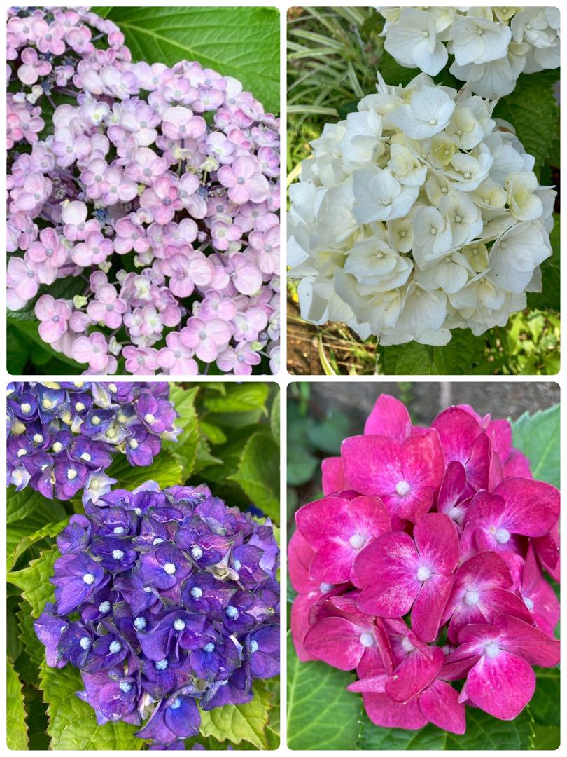 西洋紫陽花 根付き挿し木苗 アジサイ4本セット ネコポス便
