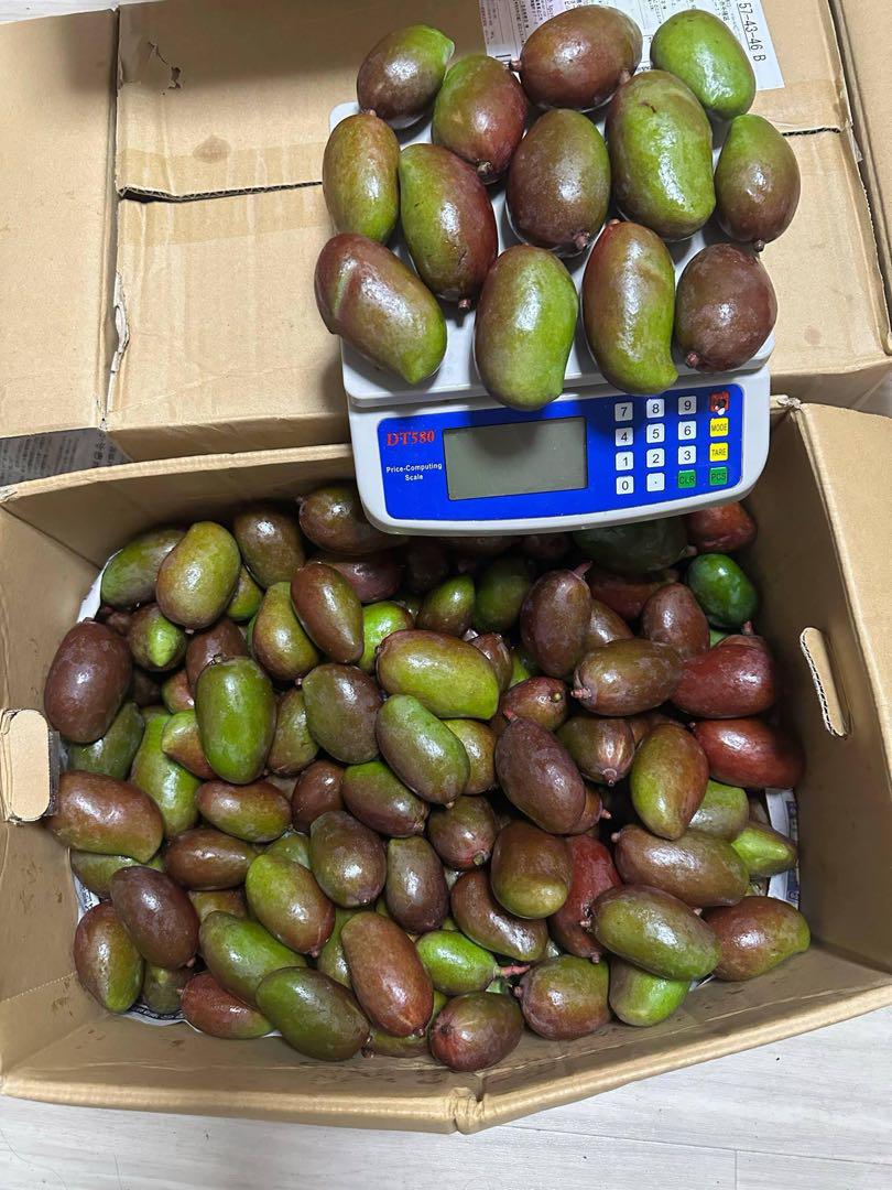 宮古島産 摘果マンゴー5kg(送料込み)