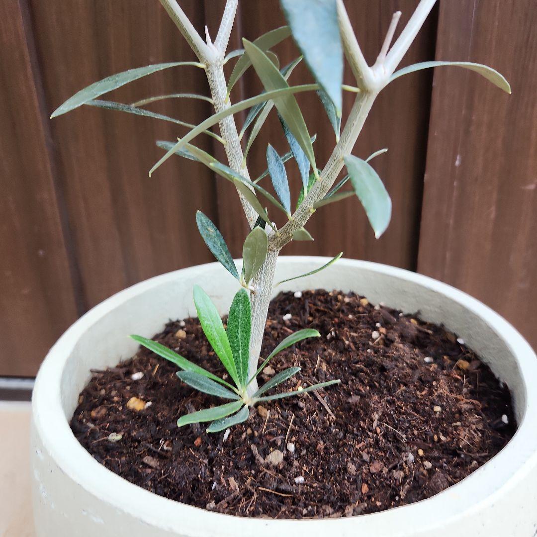 オリーブの木 エルグレコ ホワイト鉢植え 苗 シンボルツリー オリーブ