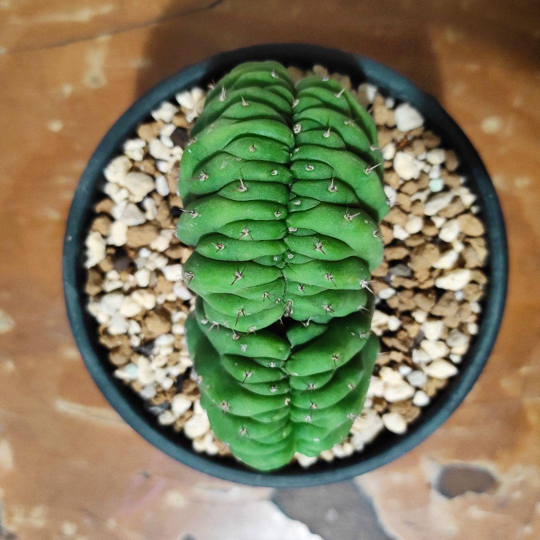 綴化サボテン王蟲タイプ