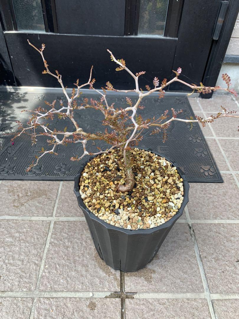 オペルクリカリア パキプス実生 観葉植物