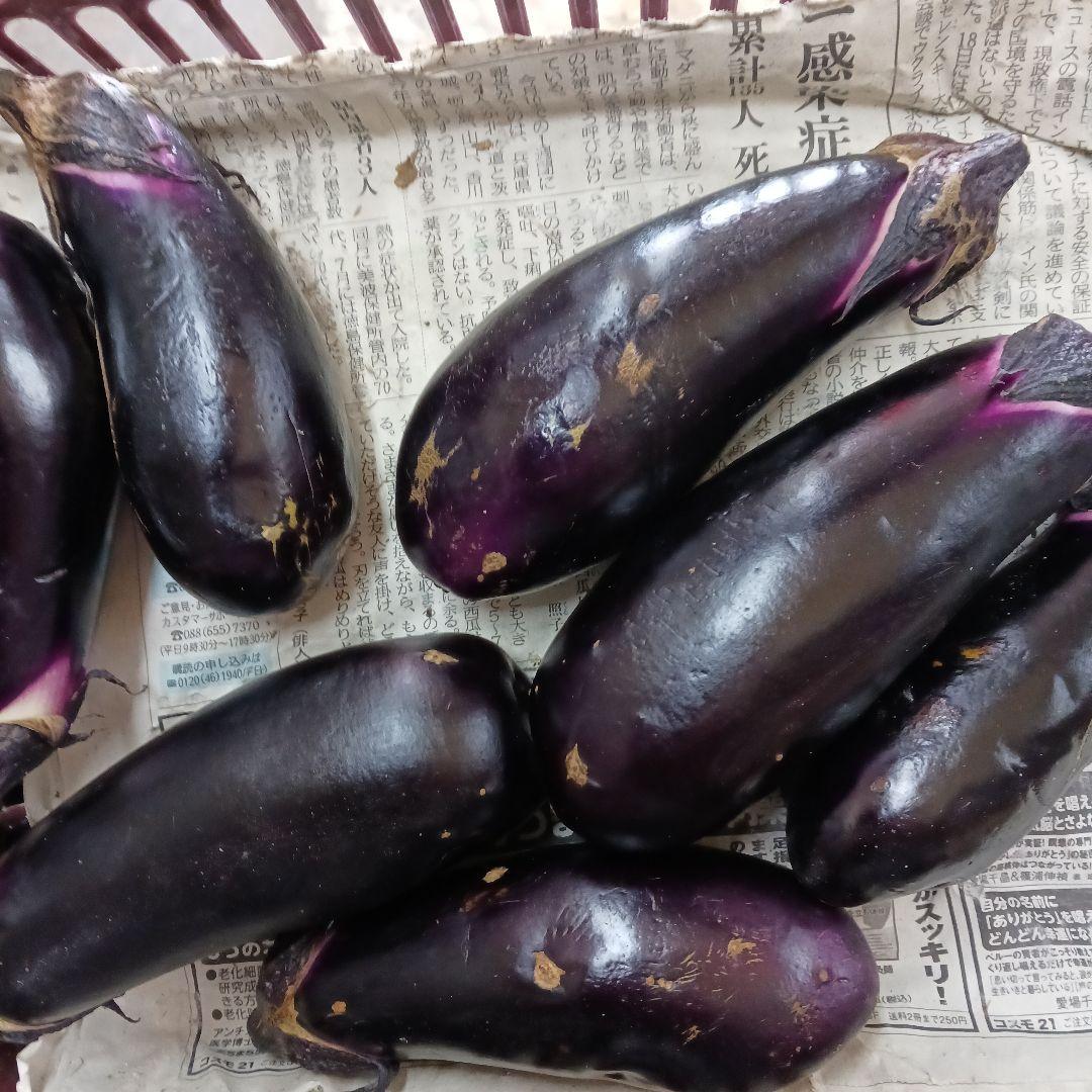 新鮮な訳あり千両ナス10kg