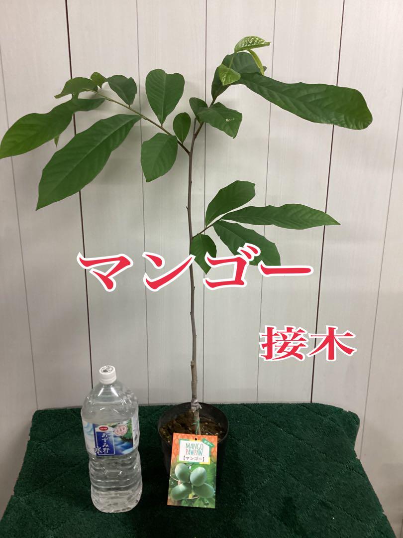 ポポー　マンゴー　接木　大株　果樹苗木　果実苗木　果樹苗　果実苗　実