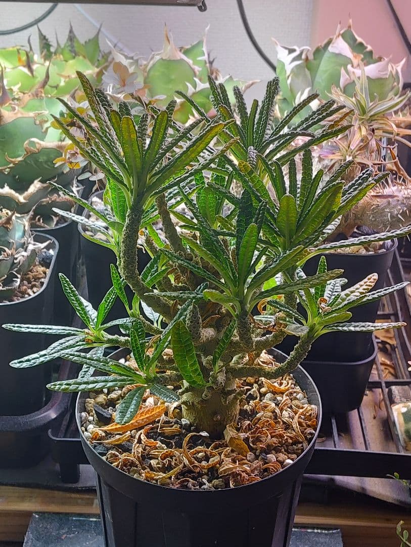 ドルステニア　ギガス　ブラータ　鉢ごと発送　活着済み