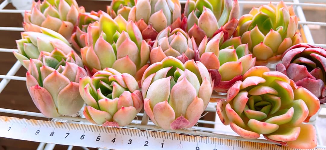 メルカリ 激カワ新品種 多肉植物 ブラッドマリア交配種 フリル 植物 観葉植物 7 500 中古や未使用のフリマ