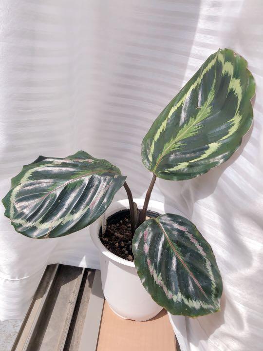 メルカリ カラテア メダリオン 4号ポット 観葉植物 植物 観葉植物 1 100 中古や未使用のフリマ メルカリ カラテア メダリオン 4号ポット 観葉植物 植物 観葉植物 1 100 中古や未使用のフリマ