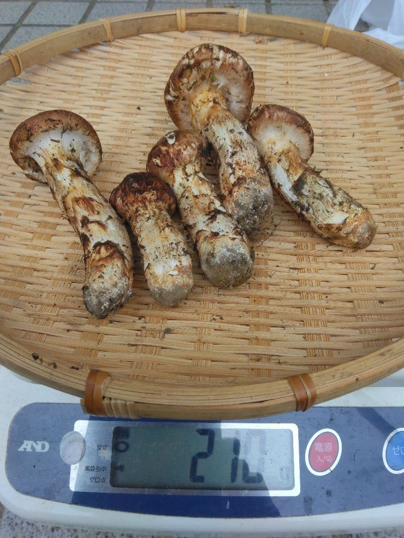 岩手県産天然松茸210g