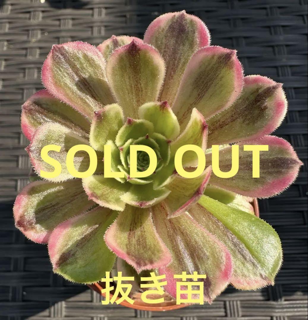 アエオニウム 花顔ピンクデイジー①⭐️お買い得アエオニウム