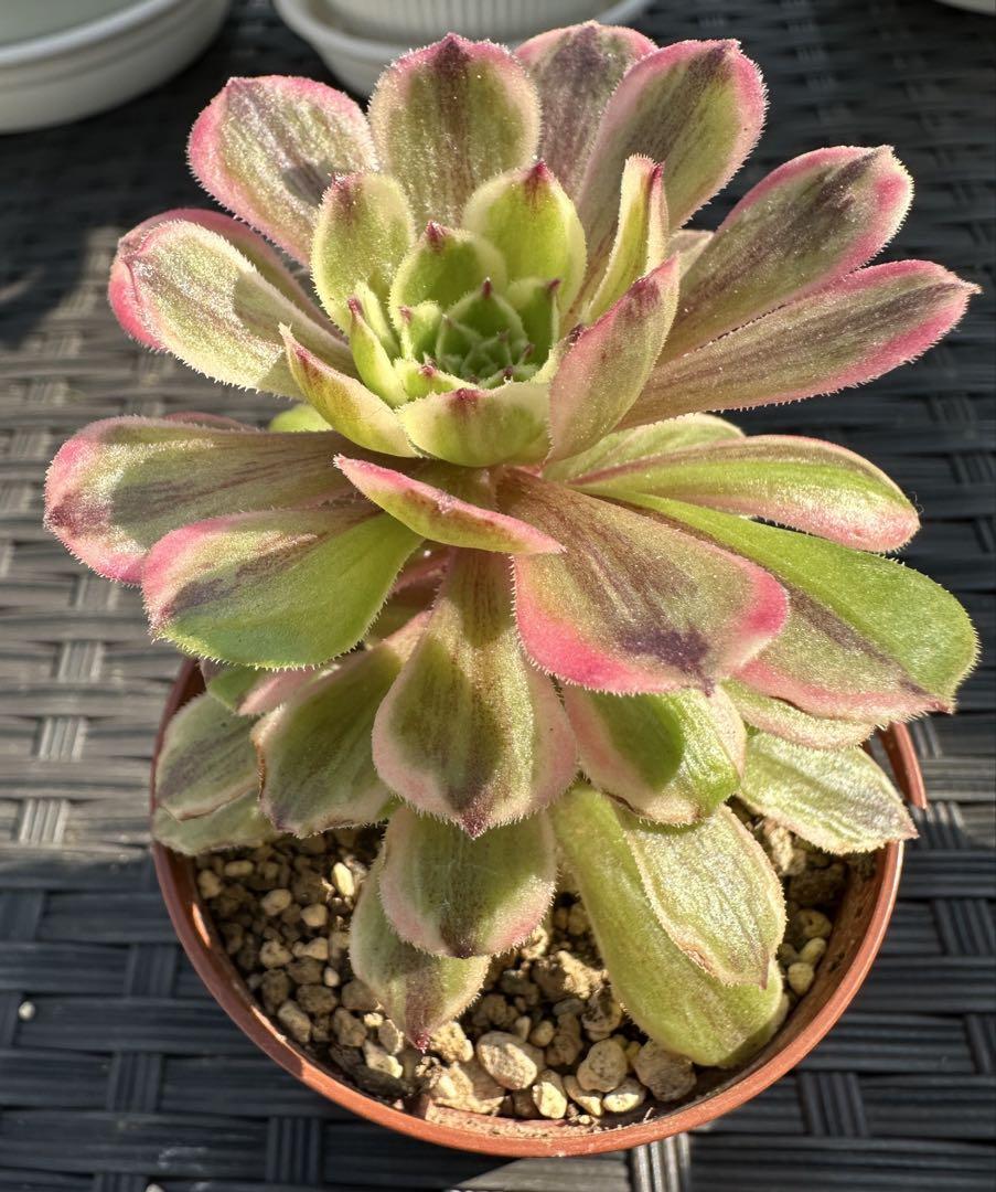 アエオニウム 花顔ピンクデイジー①⭐️お買い得