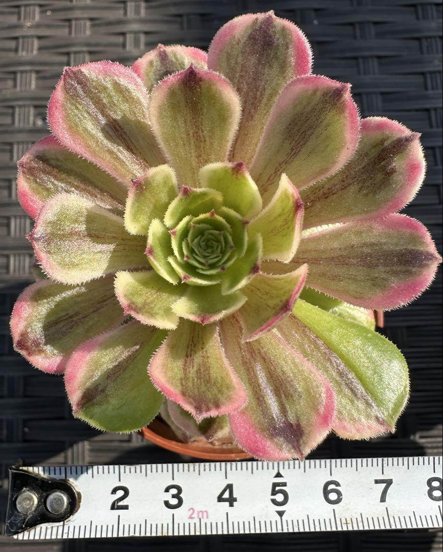 アエオニウム 花顔ピンクデイジー①⭐️お買い得