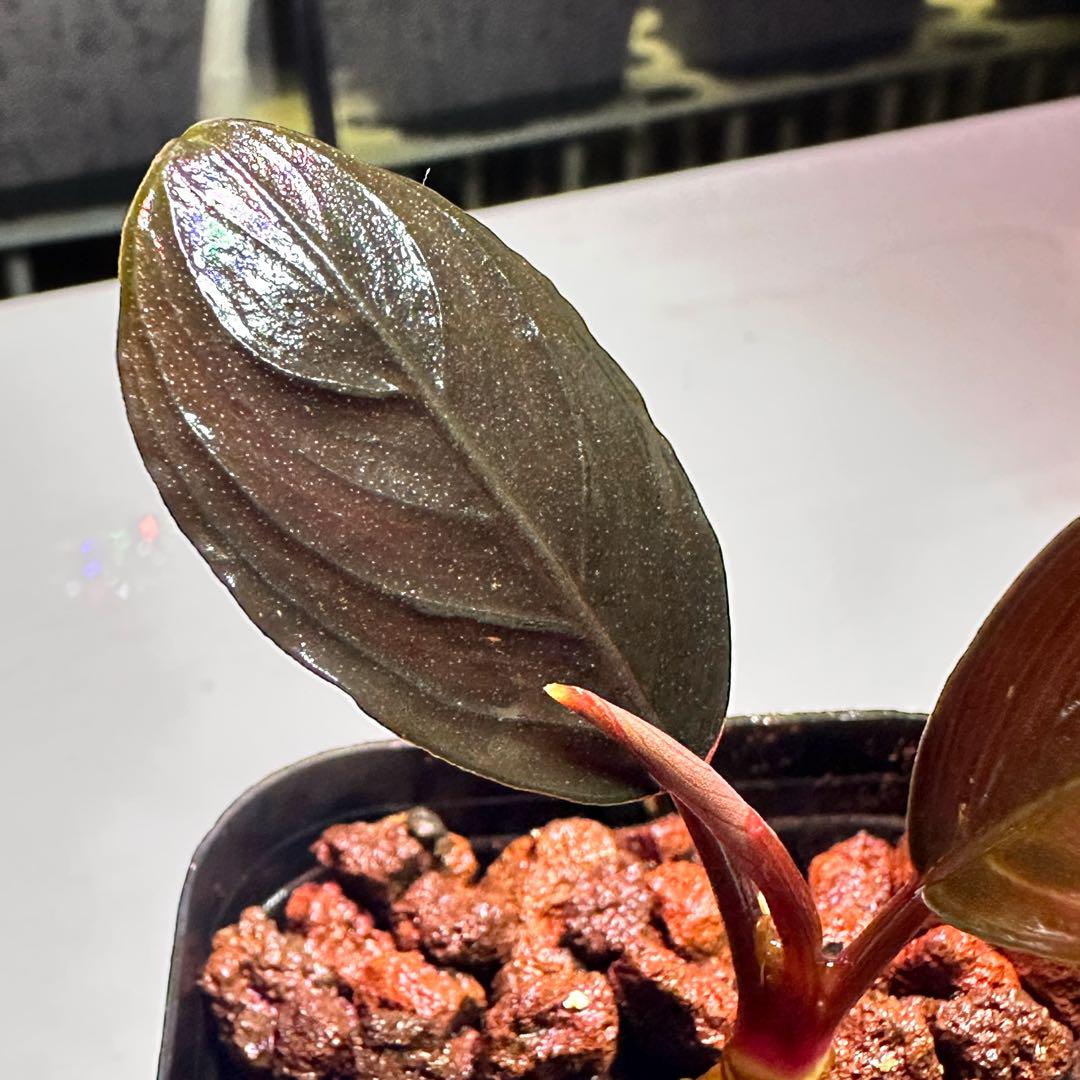 ブセファランドラ　モトレイアーナ　水上葉 Yahoo!オークション - Bucephalandra sp. Motleyana padawan