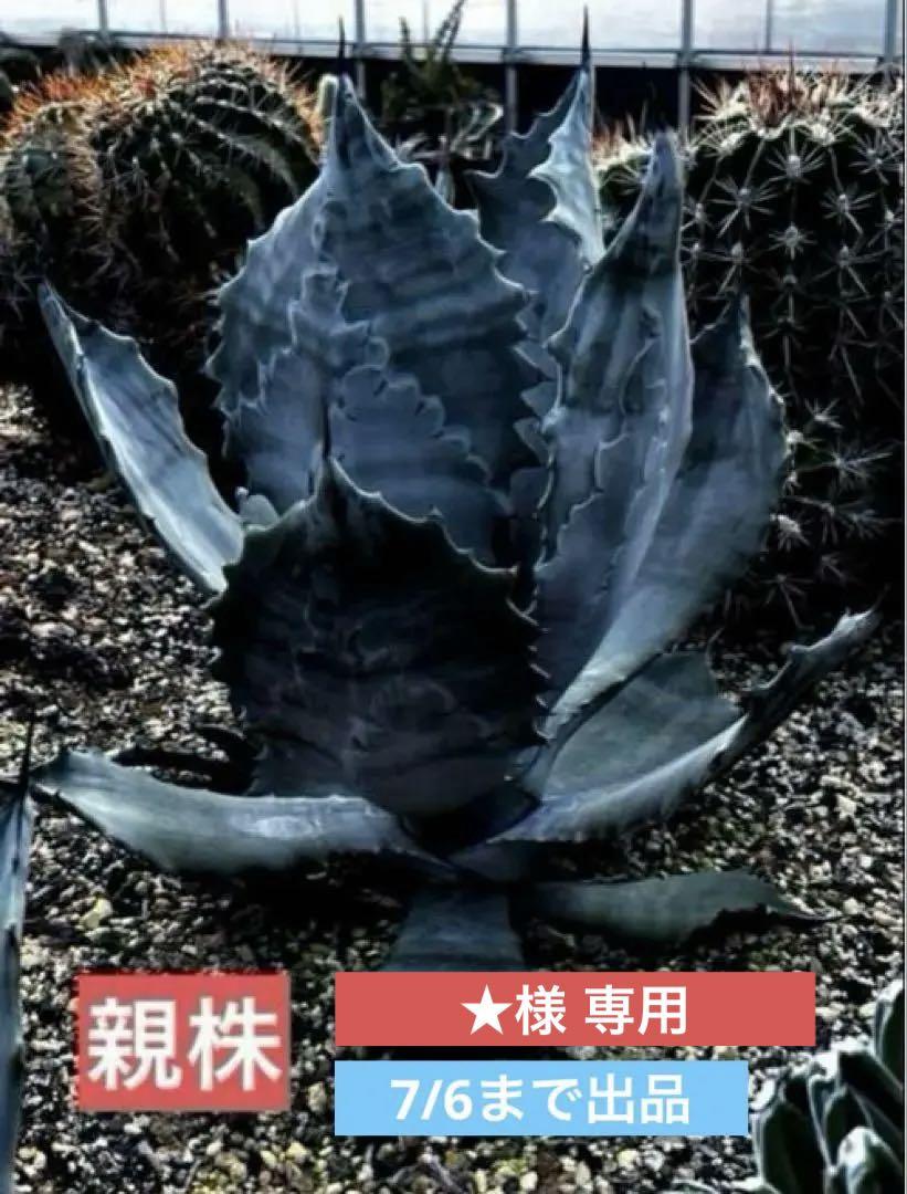 アガベ コロラータ錦 淡覆輪