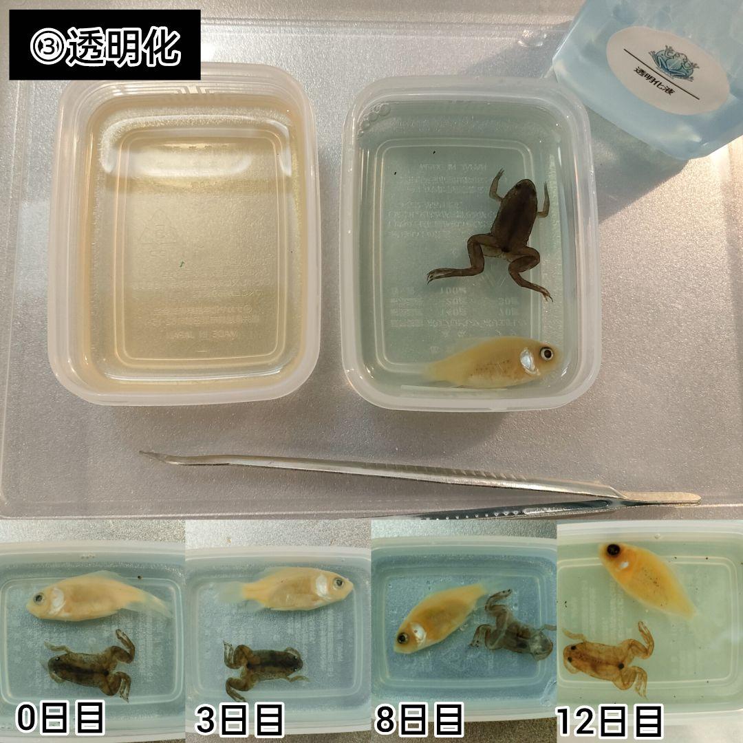 透明標本作製キット】(上級) 20点 自由研究 学習教材 改良版