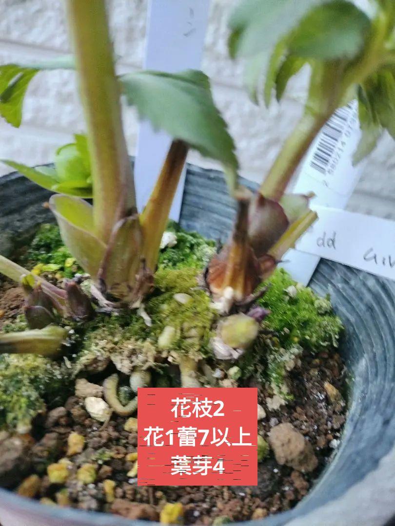 ❤ クリスマスローズ
