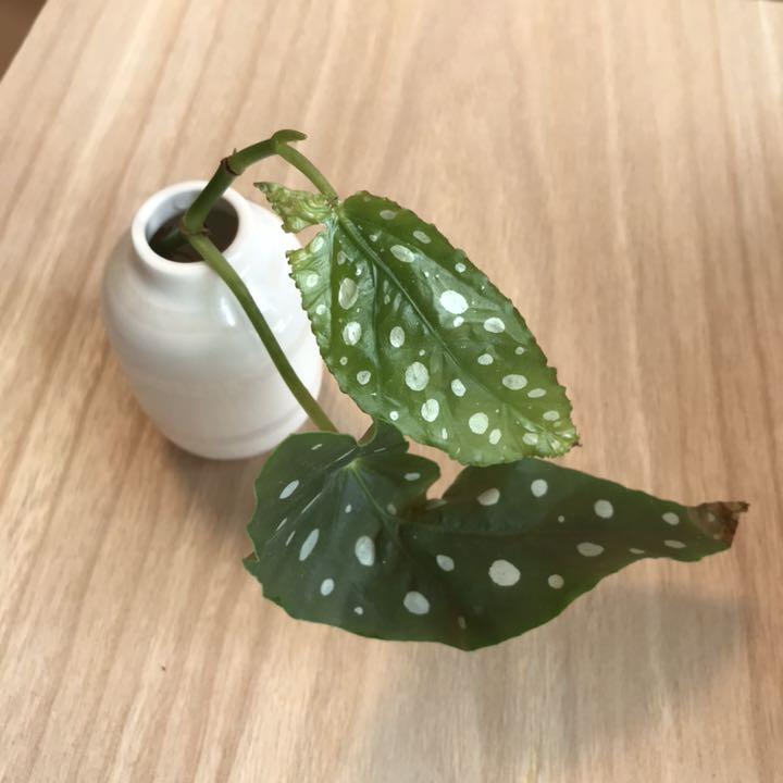 Sale ベゴニアマクラータ カット苗 発根あり メルカリ
