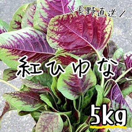 【冷蔵便】紅ひゆな/红苋菜/红米苋/長野県産/約5kg入/業務用