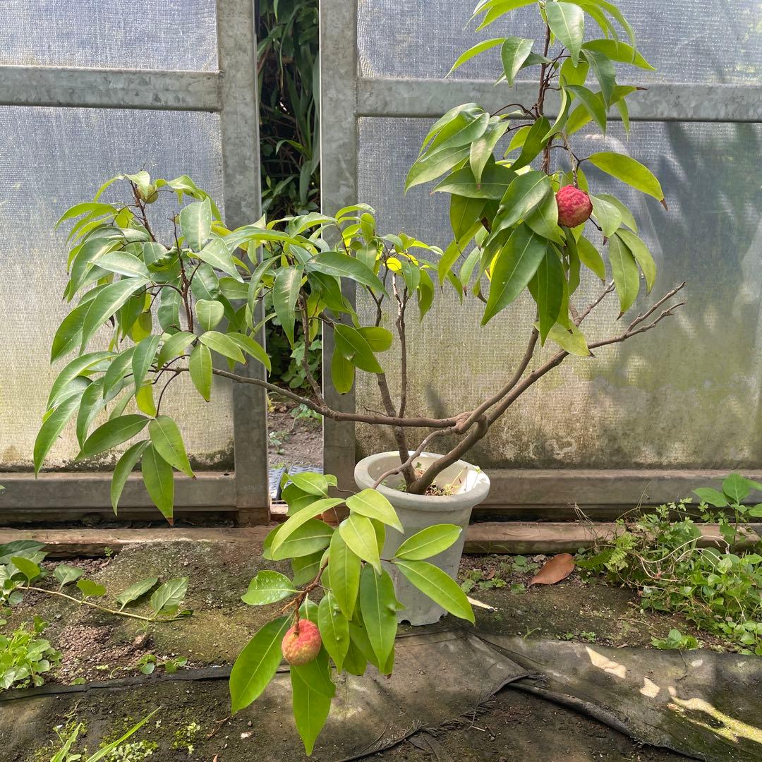 ライチ苗 品種 ジャカパット 7号 取木 実付き