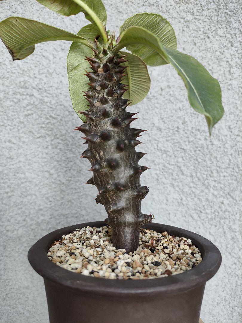 45%割引ブラック系注目 パキポディウム バロニー 実生 植物/観葉植物 インテリア・住まい・小物ブラック系-WWW.RETAILCONNECTIONS.CO.UK 45%割引ブラック系注目 パキポディウム バロニー 実生 植物/観葉植物 インテリア・住まい・小物ブラック系-WWW.RETAILCONNECTIONS.CO.UK