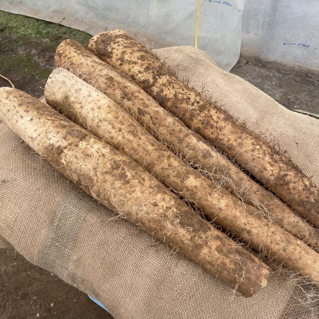 北海道産　長芋20kg