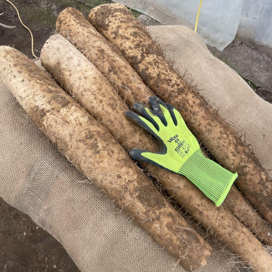 北海道産　長芋20kg