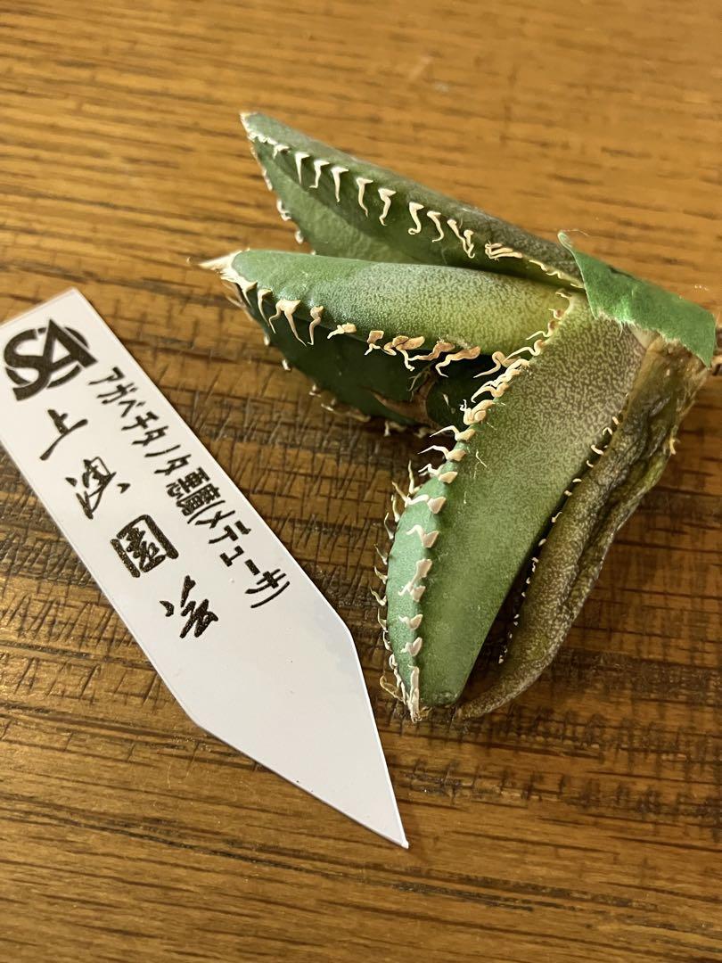 【超ポイント祭?期間限定】 ジョン様専用【匿名配送】⑤アガベ TC メデューサ 悪魔 チタノタ アガベ