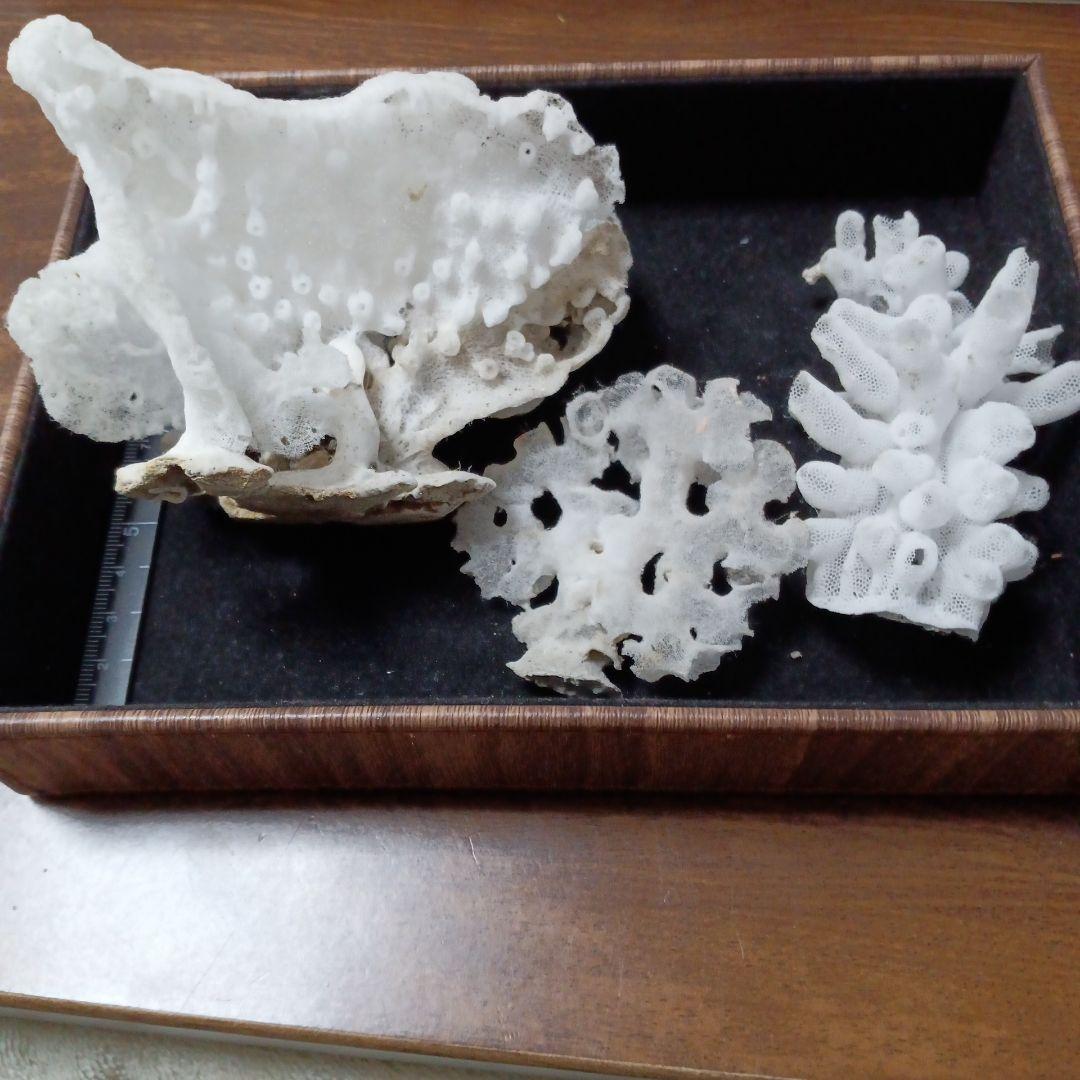 宝石珊瑚赤サンゴ丸珠ネックレス | 47CLUB – 名産・特産品・ご当地グルメのお取り寄せ・通販・贈答は47CLUB