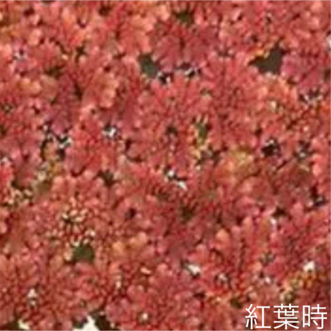 かわいいアカウキクサ めだか 水草 浮草 魚用品 水草 お得 Www Le Vin Pas A Pas Com かわいいアカウキクサ めだか 水草 浮草 魚用品 水草 お得 Www Le Vin Pas A Pas Com