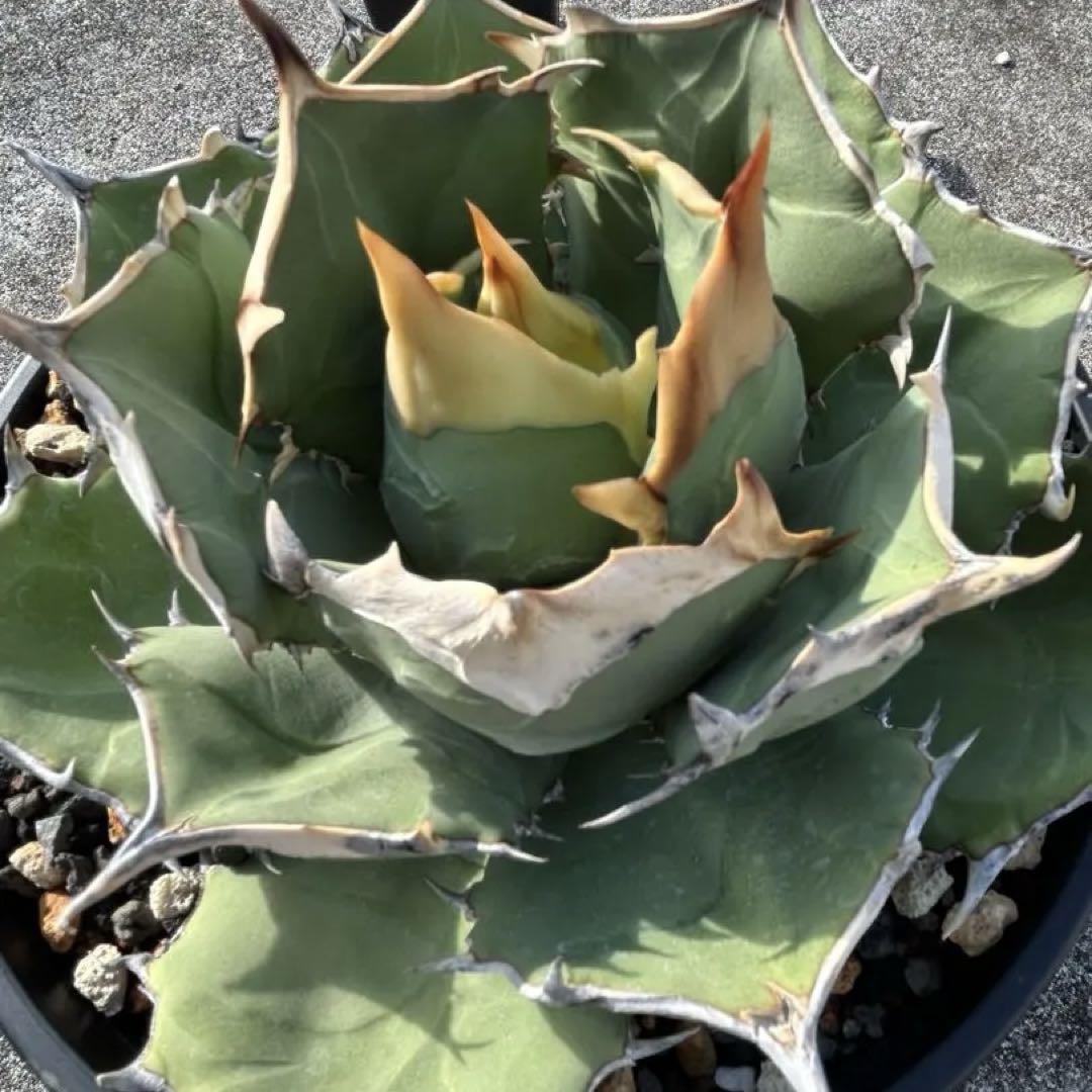 oaxaca