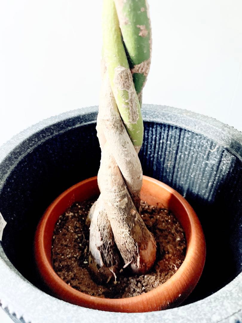 幸運を呼ぶパキラ*編み込み仕立て【calm cafe】 幸運を呼ぶパキラ*編み込み仕立て【calm cafe】