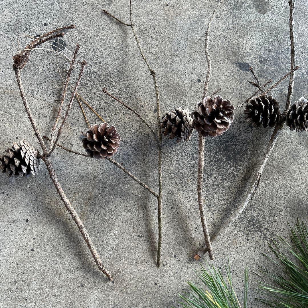 松ぼっくり 枝付き 8枝 - メルカリ 松ぼっくり 枝付き 8枝 - メルカリ