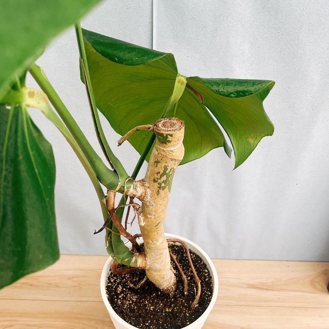 3*4様 525 斑入 Monstera deliciosa var.borsi Monstera Deliciosa Albo Borsigiana Variegata Rooted Cutting