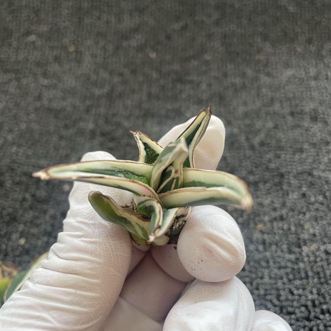 4株同梱