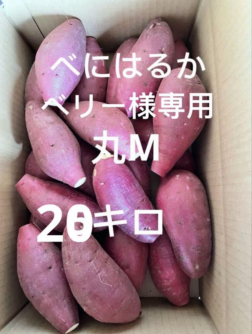ベリー　丸M 20キロ