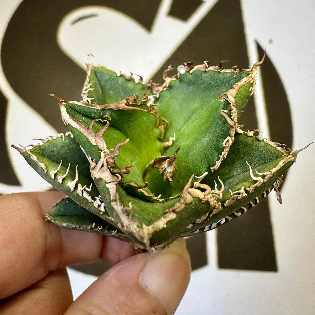 836 上澳園芸 アガベ チタノタ 碧奧蘭蒂 ビオランテ 良質子株目立った傷や汚れなし YUZUMIYA_COM