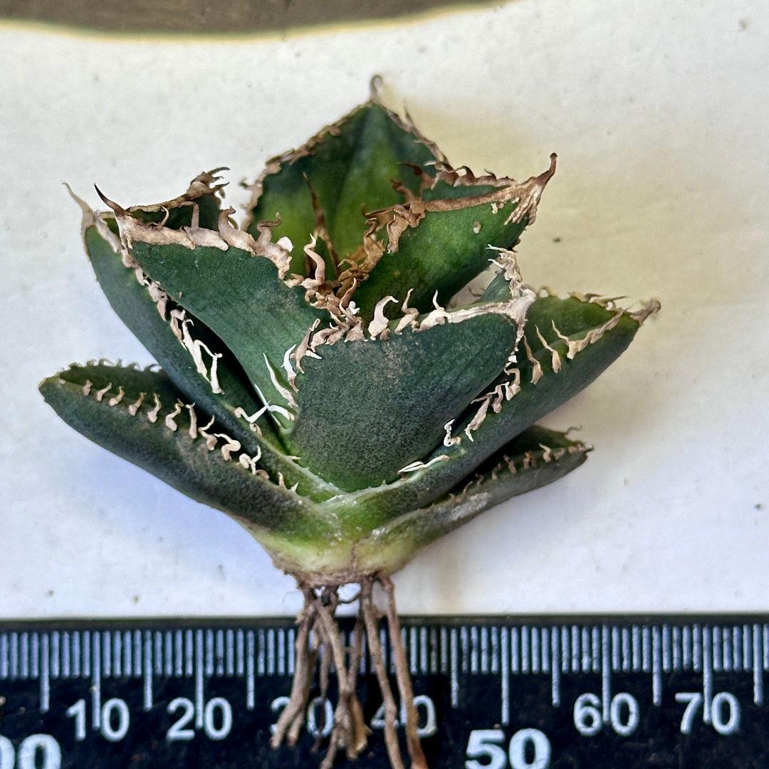 チタノタ 碧奧蘭蒂