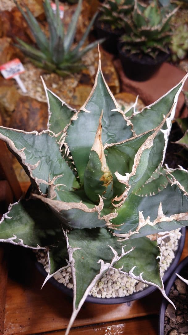 アガベ チタノタ 海王 ウッドプランター (ハードウッド製) セット①