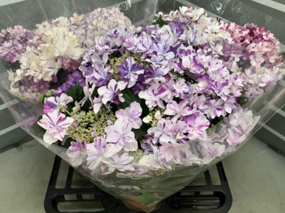 特価　余剰☆塩原花園☆新品種☆イズミチオリ改良（半てまり）☆6号鉢☆超希少☆