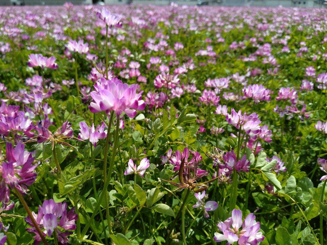 令和6年岡山県産 朝日米 玄米 10kg