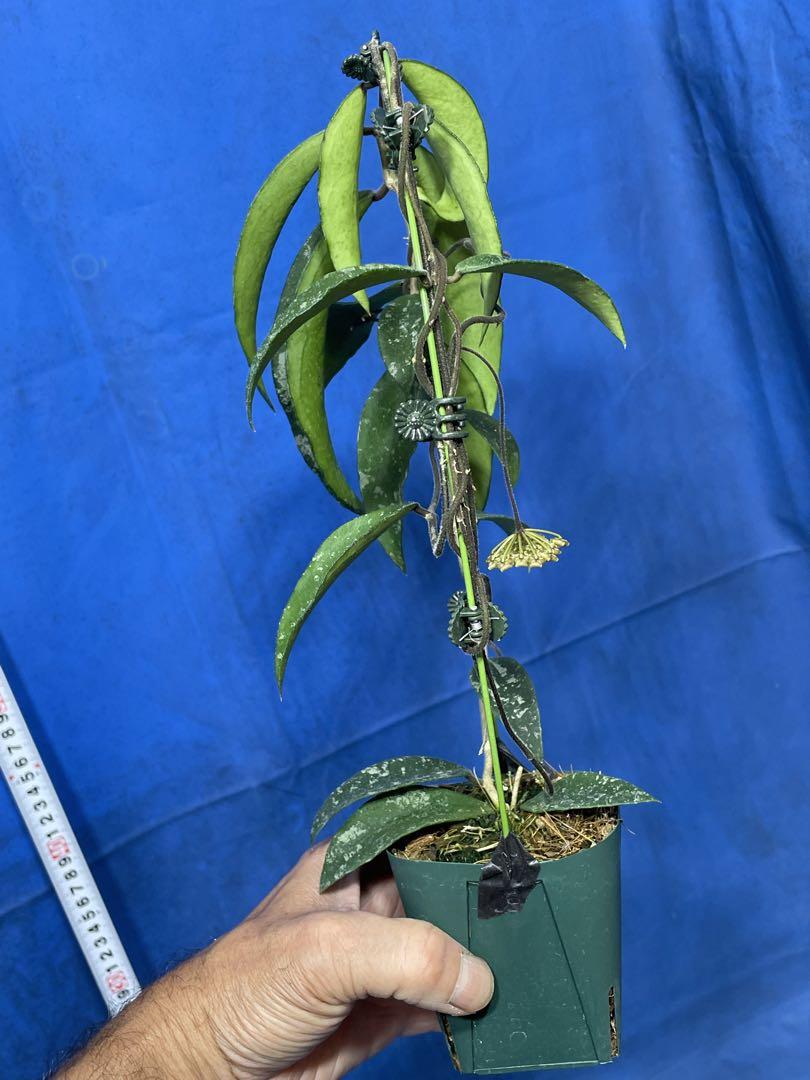 607 ホヤ プワアエンシス Hoya phuwuaensis 花付き株号 - メルカリ