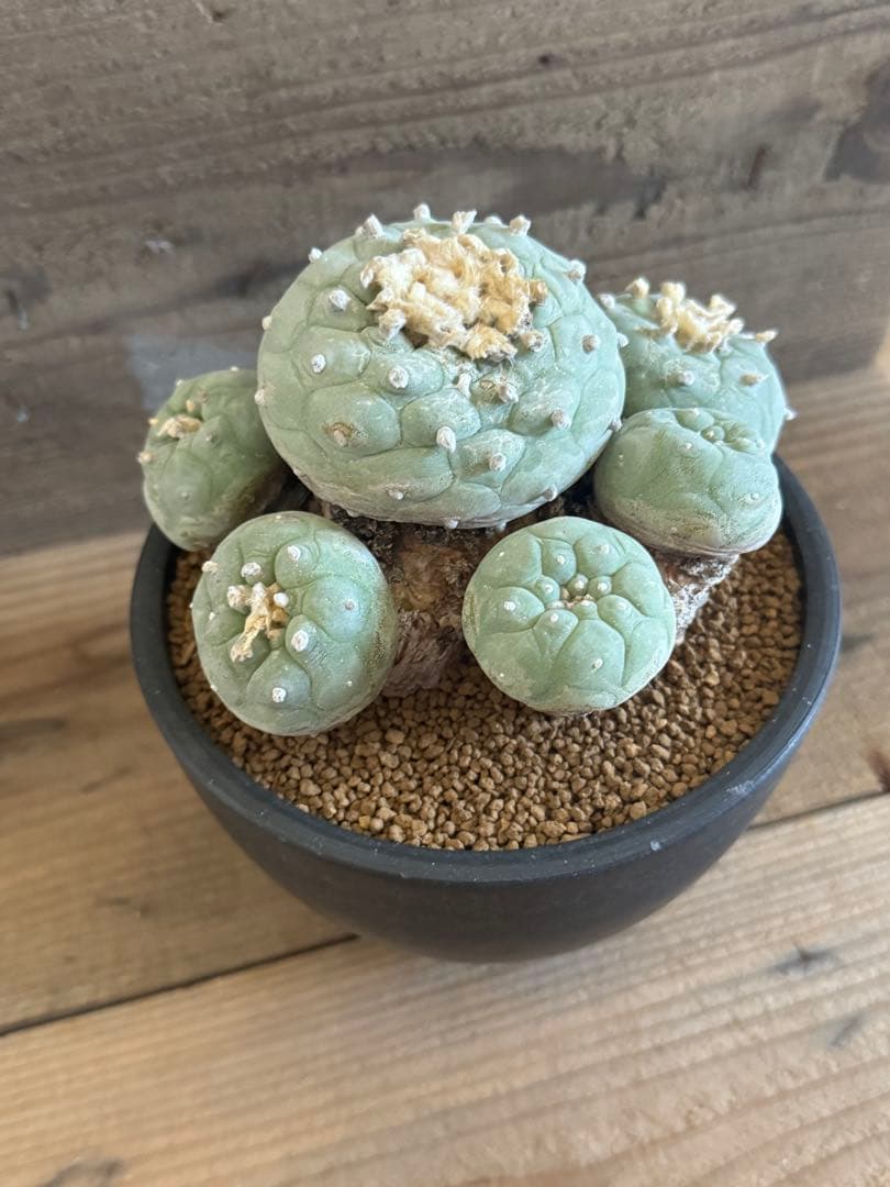 太平丸♥に近い