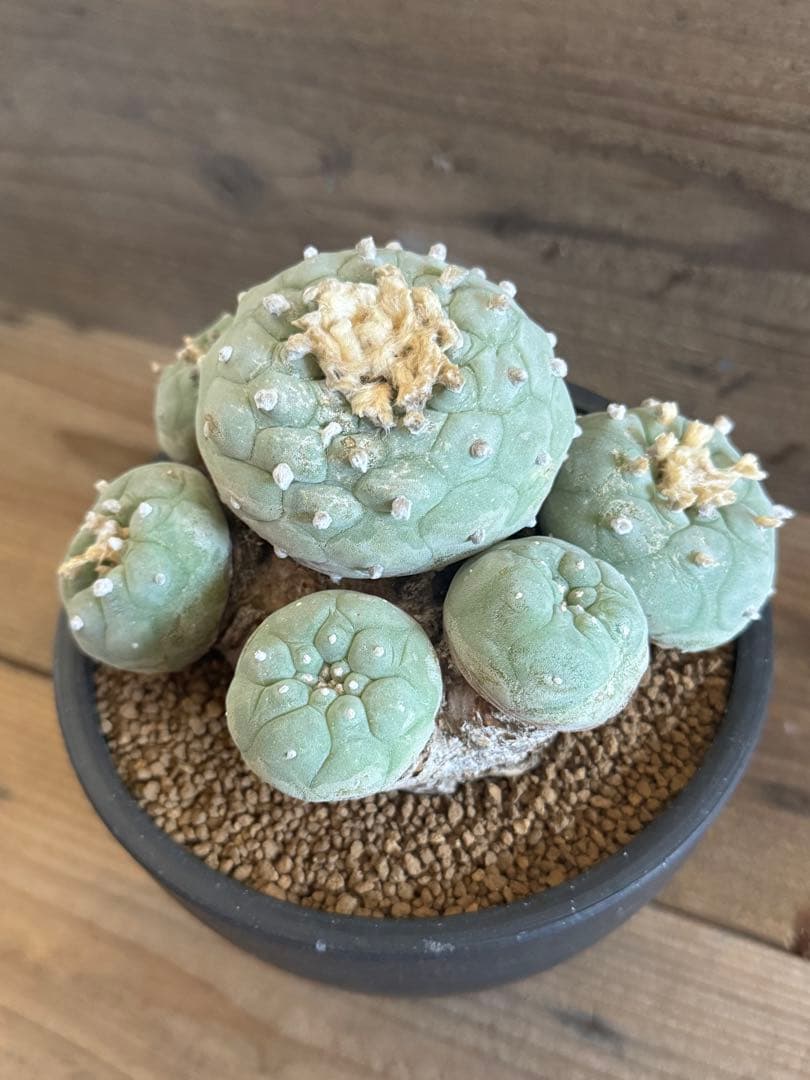 群生翠冠玉 ロフォフォラ