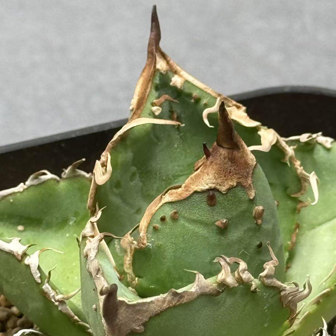 大量入荷 多肉植物・アガベ ・チタノタ・“精品冰雹” 抜き苗・極上株 アガベ