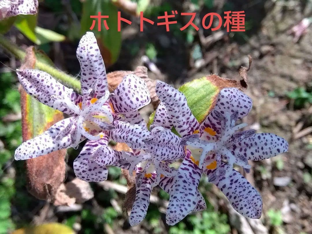 山野草 峰の雪 ホトトギスの種 メルカリ 山野草 峰の雪 ホトトギスの種 メルカリ