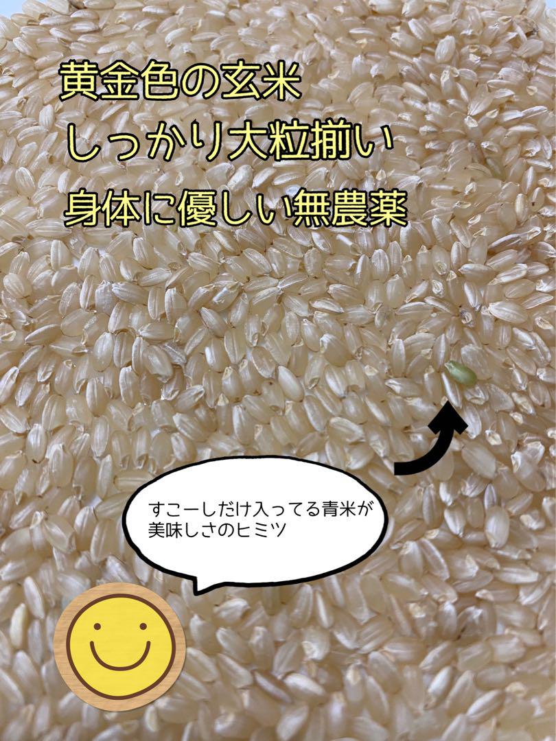 【玄米10kg】ビッグネームポニョ！